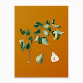 Vintage Pear Botanical on Sunset Orange n.0638 Canvas Print