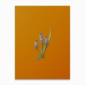 Vintage Meadow Squill Flower Botanical on Sunset Orange n.0334 Canvas Print
