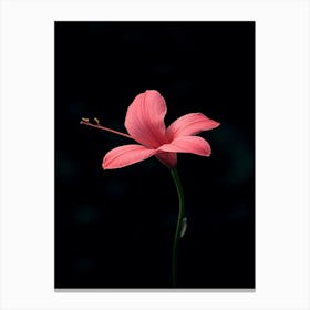 Hibiscus Flower 14 Canvas Print