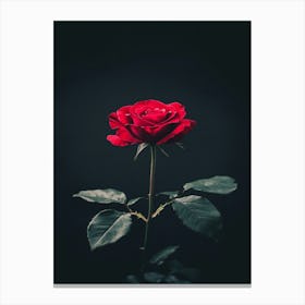 Dark Rose 153 Canvas Print