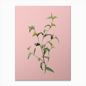 Vintage Commelina Africana Botanical on Soft Pink n.0902 Canvas Print