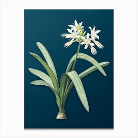 Vintage Pancratium Illyricum Botanical Art on Teal Blue n.0434 Canvas Print