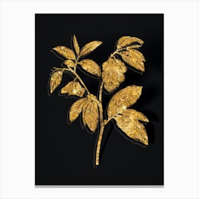 Vintage Papaw Tree Branch Botanical in Gold on Black n.0561 Canvas Print