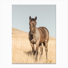 Gray Horse Colt Canvas Print
