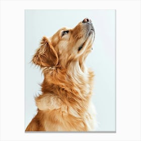 Golden Retriever Dog Looking Up.Generated AI. Art Print Canvas Print