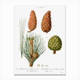 Maritime Pine, Pierre Joseph Redoute Canvas Print