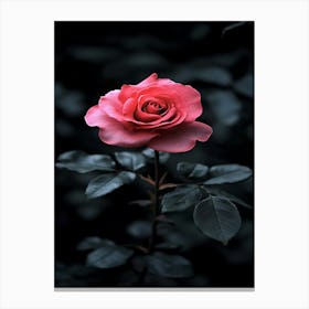 Dark Rose 130 Canvas Print