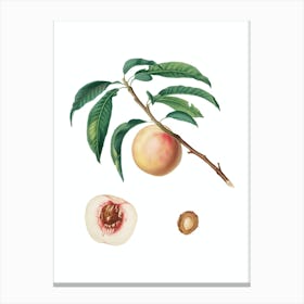 Vintage White Speckled Peach Botanical Illustration on Pure White n.0438 Canvas Print
