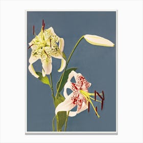 Lilies Collotype From Japan, Kazumasa Ogawa Canvas Print