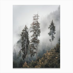 Three Foggy Pines Canvas Print