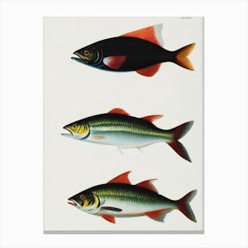 Anchovy Vintage Poster Canvas Print
