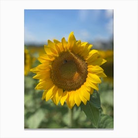 Sunflower Canvas Print