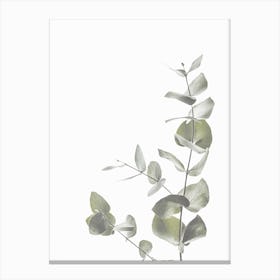 Green Eucalyptus Canvas Print