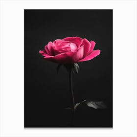 Pink Rose On Black Background 65 Canvas Print