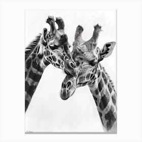 Two Giraffe Grooming Each Other Pencil Drawing Canvas Print