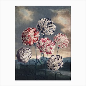 Vintage Thornton 6 Carnations Canvas Print