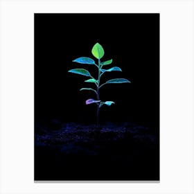 Green Plant In The Dark Canvas Print