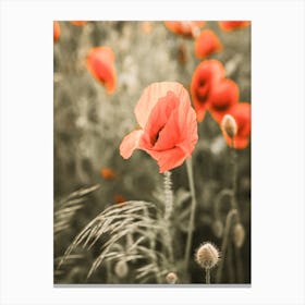 Poppy Flower Plant Canvas Print