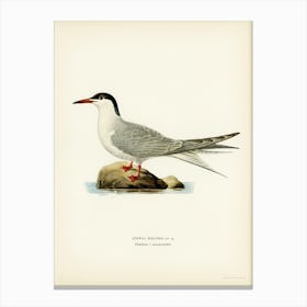 Common Tern, The Von Wright Brothers Canvas Print