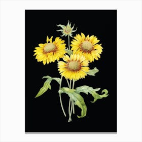 Vintage Blanket Flowers Botanical Illustration on Solid Black n.0841 Canvas Print