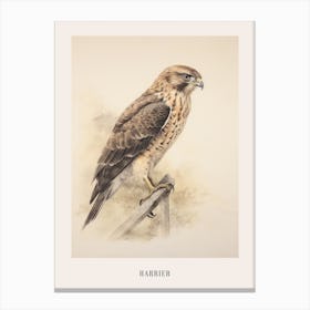 Vintage Bird Drawing Harrier Poster Canvas Print