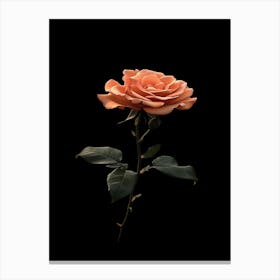 Rose On A Black Background 20 Canvas Print