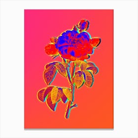 Neon Duchess of Orleans Rose Botanical in Hot Pink and Electric Blue n.0282 Canvas Print