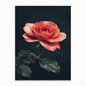 Rose On A Black Background 31 Canvas Print