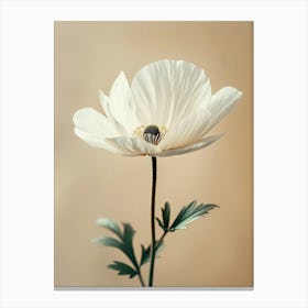 White Poppy Canvas Print