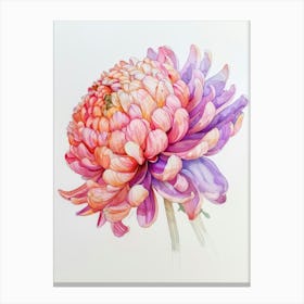 Chrysanthemum 5 Canvas Print