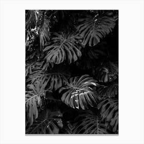 Monstera In Black And White Canvas Print