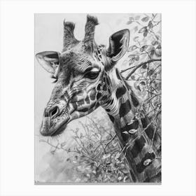 Giraffe With Head In The Branches Pencil Drawing 4 Canvas Print
