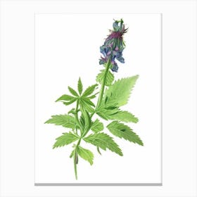 Hedge Nettle Wildflower Watercolour Canvas Print