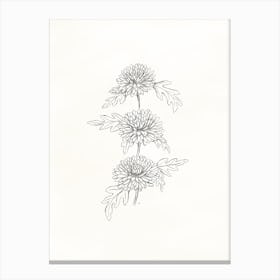 Chrysanthemums Pencil Drawing Sketch Canvas Print