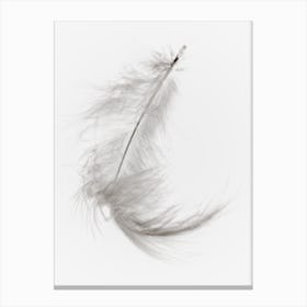 White Feather 4 Canvas Print