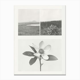 Magnolia Flower Photo Collage 3 Canvas Print