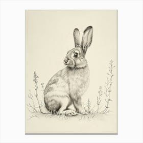 Holland Lop Rabbit Drawing 3 Canvas Print