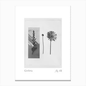 Gerbera Botanical Collage 2 Canvas Print