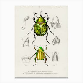 Chrysina Macropus And Eastern Hecules Beetle, Charles Dessalines D'Orbigny Canvas Print