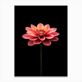 Dahlia Flower On Black Background Canvas Print