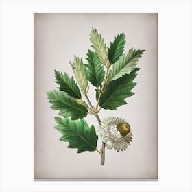 Vintage Valonia Oak Botanical on Parchment Canvas Print