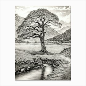 highly detailed pencil sketch of oak tree next to stream, mountain background 7 Canvas Print