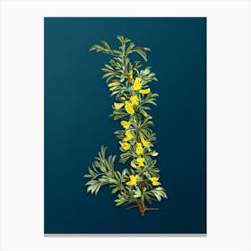 Vintage Caragana Spinosa Botanical Art on Teal Blue Canvas Print