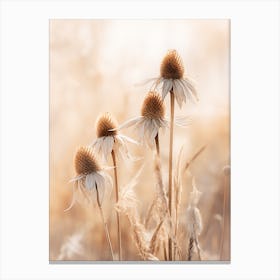 Boho Dried Flowers Coneflower 3 Canvas Print