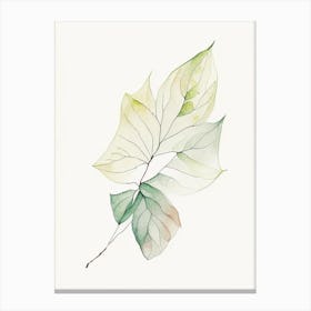 Dogwood Leaf Minimalist Watercolour Canvas Print