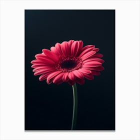 Pink Gerbera Flower 1 Canvas Print