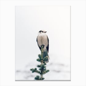 Winter Bird Canvas Print