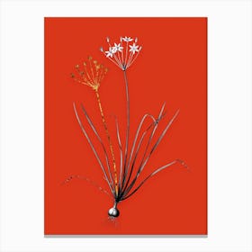 Vintage Allium Straitum Black and White Gold Leaf Floral Art on Tomato Red n.0279 Canvas Print