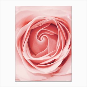 Pink Rose Canvas Art Canvas Print