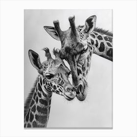 Pencil Portrait Of Giraffe Mother & Calf 3 Canvas Print